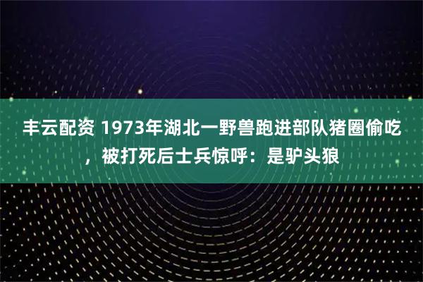 丰云配资 1973年湖北一野兽跑进部队猪圈偷吃,被打死后士兵惊呼:是驴头狼